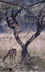 INDE (Rajasthan) - Sawai Madhopur : parc de Ranthambore (Cerf Axis et entelle faisant le guet dans un arbre)