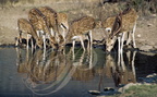 CERF AXIS  -  Chital deer  (Axis axis)