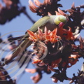 PERRUCHE À COLLIER (Psittacula krameri) dans les fleurs d'un DHAK (Butea frondosa) - (parc de Corbet - Inde)