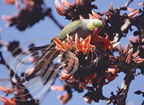 PERRUCHE À COLLIER (Psittacula krameri) dans les fleurs d'un DHAK (Butea frondosa) - (parc de Corbet - Inde)