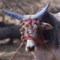 INDE (Madhya Pradesh) - KHAJURAHO : ZÉBUS (Bos taurus indicus) - vaches sacrées aux cornes peintes  