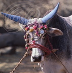 INDE (Madhya Pradesh) - KHAJURAHO : ZÉBUS (Bos taurus indicus) - vaches sacrées aux cornes peintes  