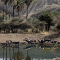INDE (Rajasthan) - réserve de Sariska (PAONS BLEUS : Pavo cristatus) au point d'eau