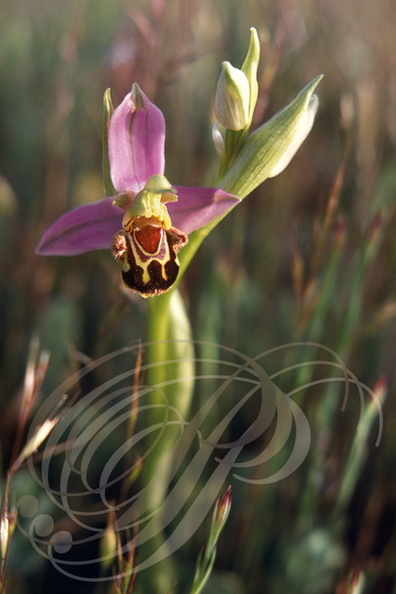 OPHRYS_ABEILLE_Orchidee_Ophrys_apifera.jpg
