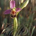 OPHRYS ABEILLE (Orchidée : Ophrys apifera)