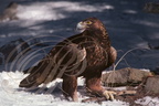 AIGLE ROYAL (Aquila chrysaetos)     