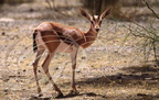 GAZELLE DORCAS (Gazella dorcas) - Maroc