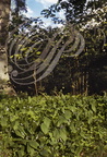MUGUET de MAI (Convallaria majalis) dans un sous-bois