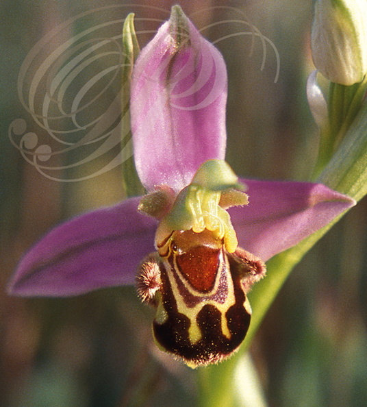 OPHRYS ABEILLE (Ophrys apifera) - Orchidée sauvage de France 