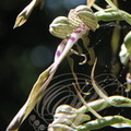 ORCHIS BOUC ou LOROGLOSSE (Himantoglossum hircinum) - détail du labelle