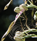 ORCHIS BOUC ou LOROGLOSSE (Himantoglossum hircinum) - détail du labelle
