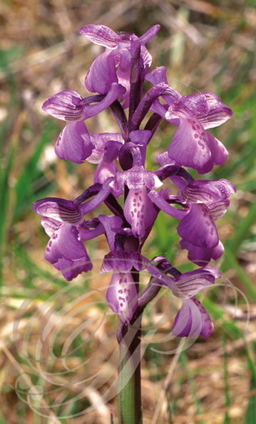 ORCHIS_BOUFFON_Orchis_morio_orchidee_sauvage_de_France.jpg
