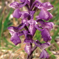 ORCHIS BOUFFON (Orchis morio) -  orchidée sauvage de France