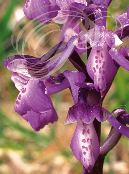 ORCHIS BOUFFON Orchis morio orchidee sauvage de France detail des petales et labelles