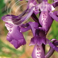 ORCHIS BOUFFON Orchis morio orchidee sauvage de France detail des petales et labelles