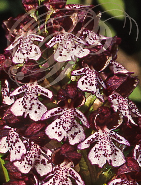 ORCHIS_BRULE_Orchis_ustulata_orchidee_sauvage_de_France_detail_des_labelles.jpg