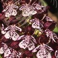 ORCHIS BRÛLÉ (Orchis ustulata) - orchidée sauvage de France (détail des labelles)