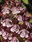 ORCHIS BRÛLÉ (Orchis ustulata) - orchidée sauvage de France (détail des labelles)
