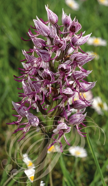 ORCHIS SINGE (Orchis simia) - Orchidée sauvage de France
