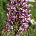 ORCHIS SINGE (Orchis simia) - Orchidée sauvage de France