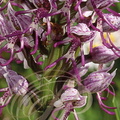 ORCHIS SINGE (Orchis simia) -  Orchidée sauvage de France (détail des labelles)