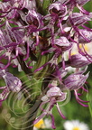 ORCHIS SINGE (Orchis simia) -  Orchidée sauvage de France (détail des labelles)