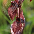 SÉRAPIAS EN CŒUR (Serapias cordigera) - ORCHIDÉE sauvage de France (détail du labelle)