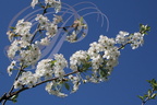 CERISES GUIGNES (Prunus avium) : rameau en fleurs 