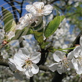 CERISES_GUIGNES_Prunus_avium_fleurs.jpg