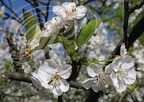 CERISES GUIGNES (Prunus avium) : fleurs