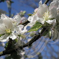 CERISES GUIGNES (Prunus avium) : fleurs