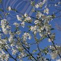 CERISES_GUIGNES_Prunus_avium_rameau_en_fleurs.jpg
