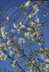 CERISES GUIGNES (Prunus avium) :rameau en fleurs