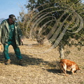 CÖteaux du QUERCY - cavage : récolte de la TRUFFE NOIRE avec un chien