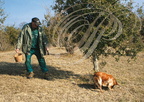 CÖteaux du QUERCY - cavage : récolte de la TRUFFE NOIRE avec un chien