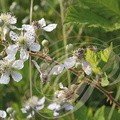 FRAMBOISIER (Rubus idaeus) : fleurs 