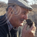 LALBENQUE (environs) - cavage : récolte de la truffe noire