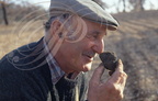 LALBENQUE (environs) - cavage : récolte de la truffe noire