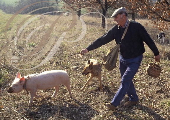 LALBENQUE (environs) - cavage : récolte de la truffe noire avec un cochon