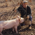 LALBENQUE (environs) - cavage : récolte de la truffe noire avec un cochon 