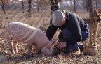 LALBENQUE (environs) - cavage : récolte de la truffe noire avec un cochon 