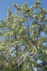 ROBINIER FAUX-ACACIA (Robinia pseudoacacia)