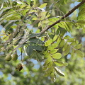 CORMIER (Sorbus domestica)