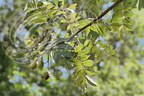 CORMIER (Sorbus domestica)