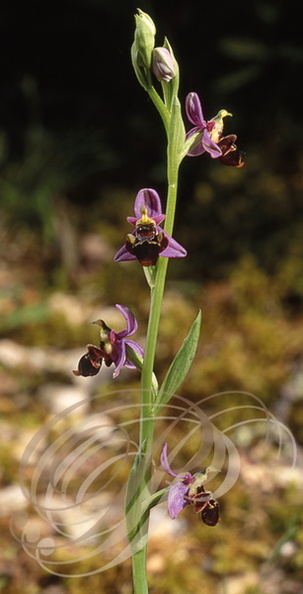 OPHRYS_ABEILLE_Orchidee_Ophrys_apifera_.jpg