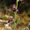 OPHRYS ABEILLE - Orchidée (Ophrys apifera) 