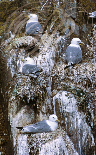 MOUETTES_TRIDACTYLES_Rissa_tridactyla.jpg