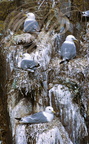MOUETTES TRIDACTYLES (Rissa tridactyla) sur les nids
