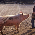 LALBENQUE (environs) - cavage avec un cochon : le départ pour la truffière