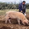 LALBENQUE - concours de cavage avec un cochon